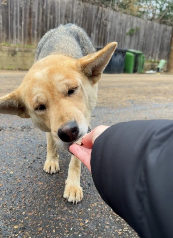 man feeding a stray dog