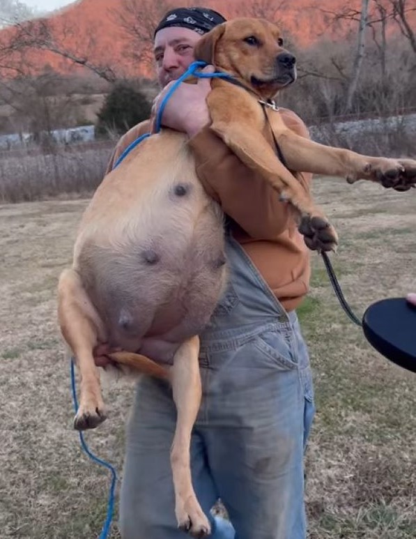 man holding a pregnant dog