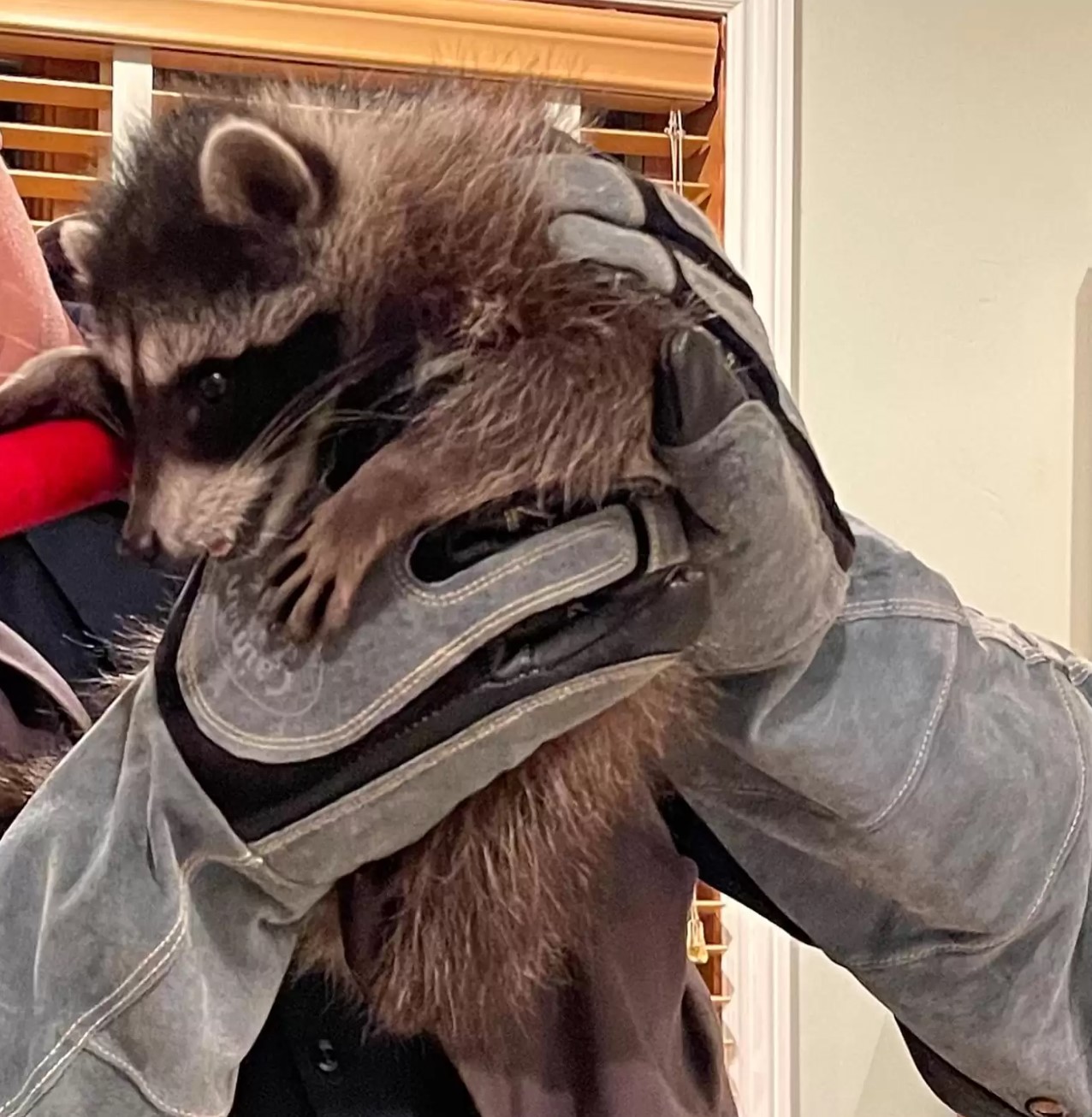 man holding a raccoon