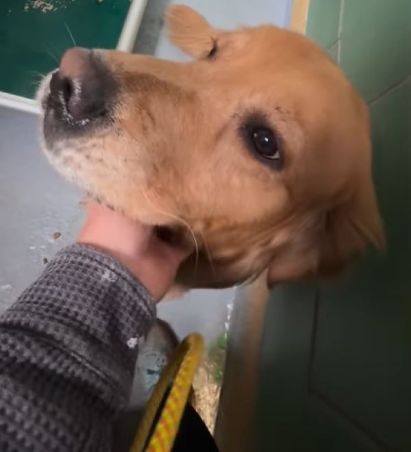 man petting a brown dog