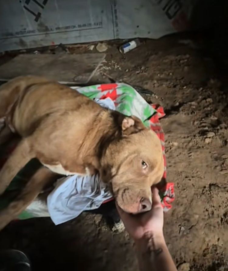 man petting a stray dog
