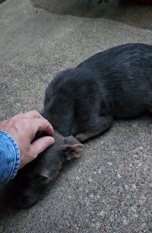 man petting a stray puppy