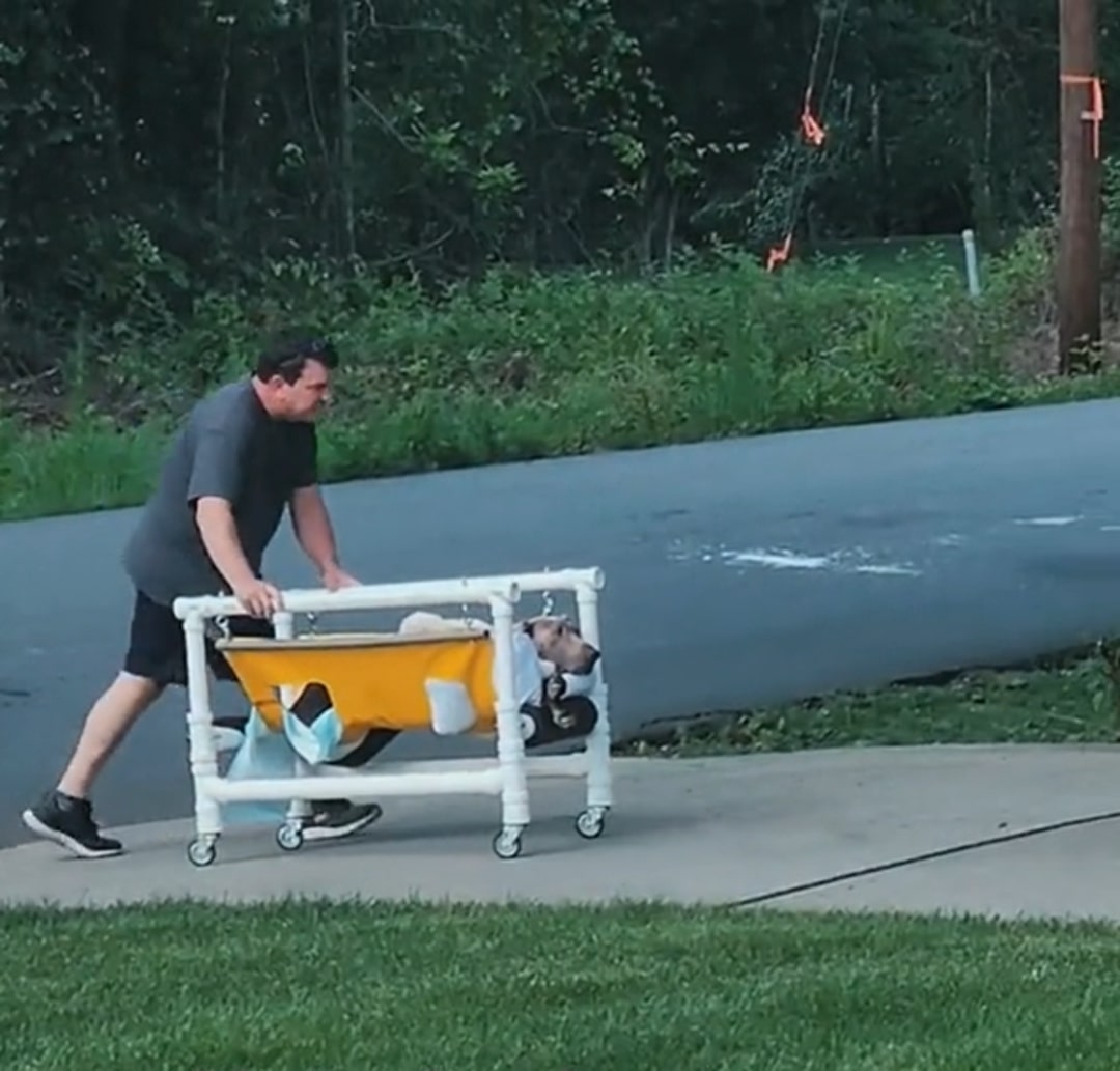 man pushing a dog in cart
