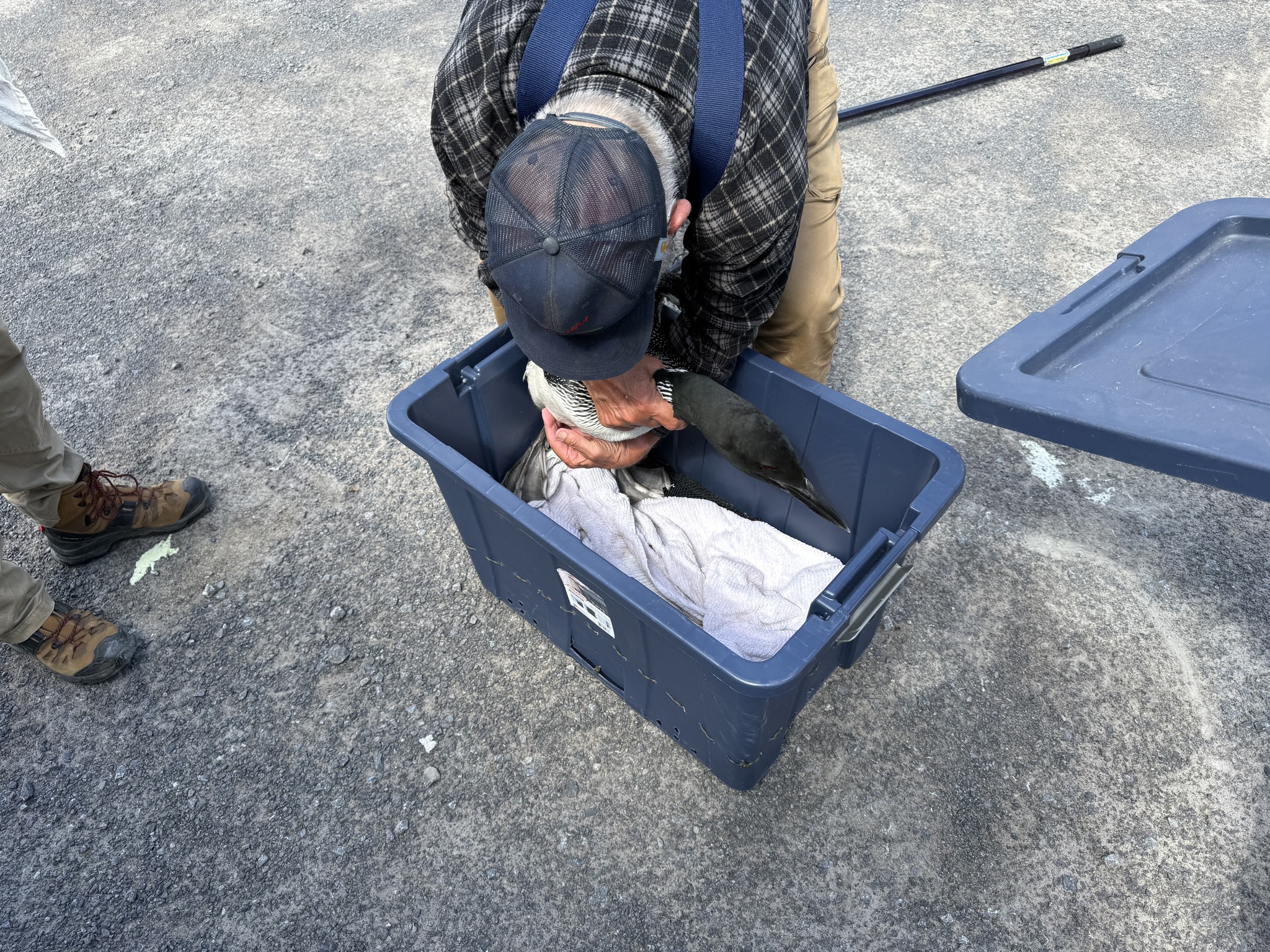 man putting a duck in crate