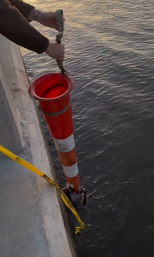 man saving a raccoon