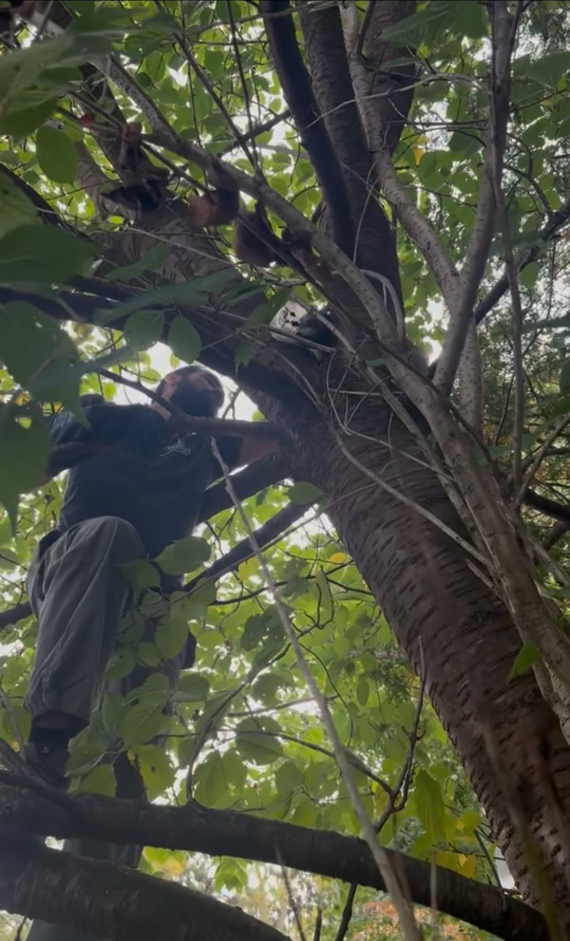 man saving animal on tree
