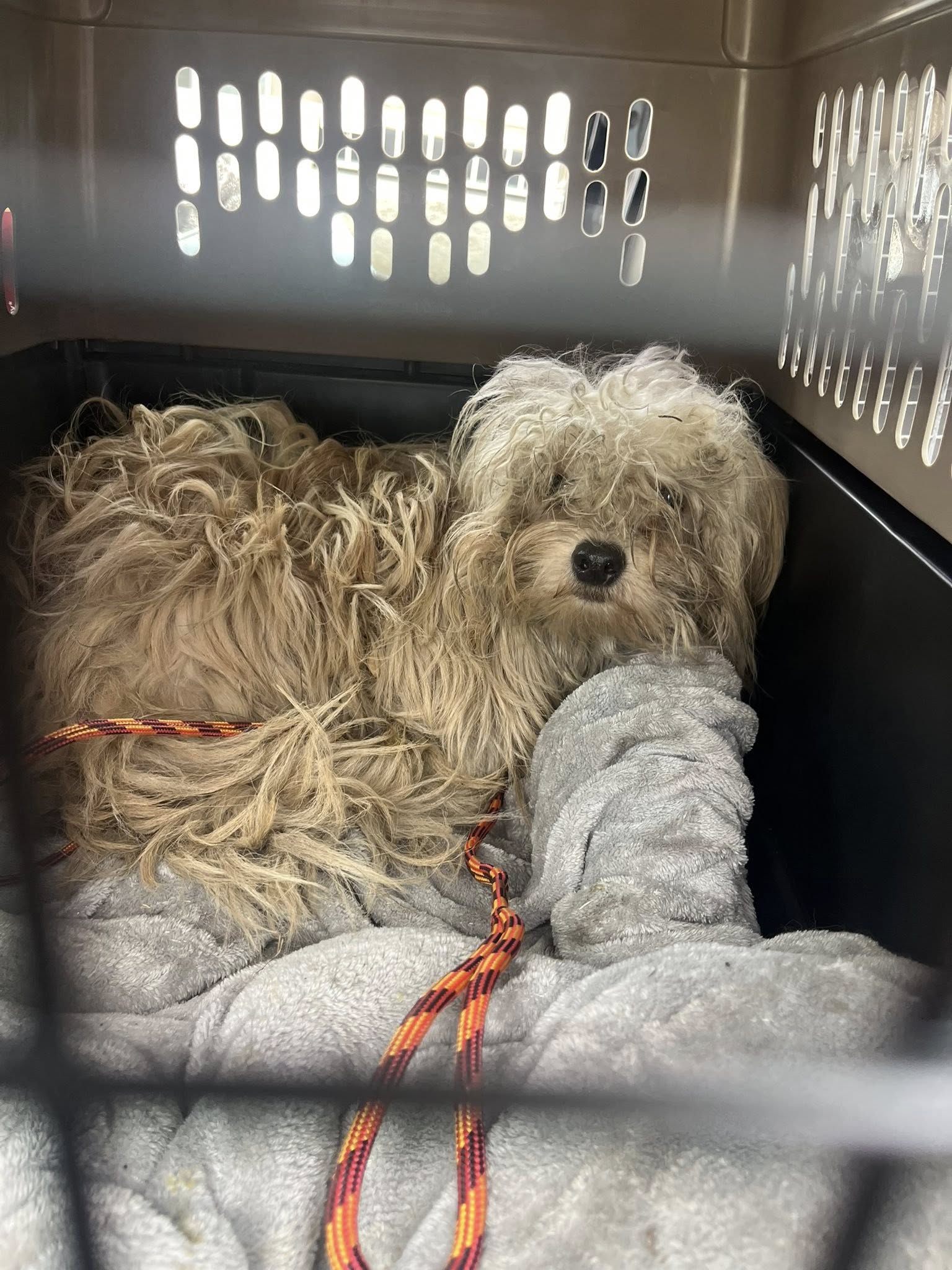 matted dog laying in crate