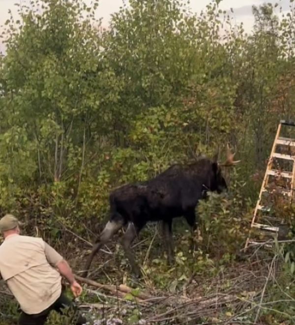 moose walking away