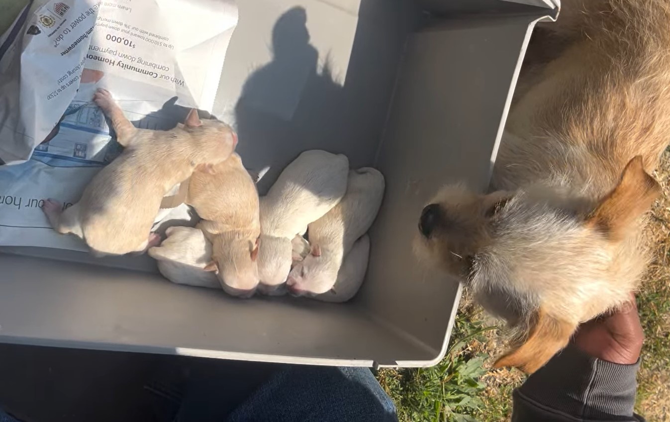 mother dog and newborns