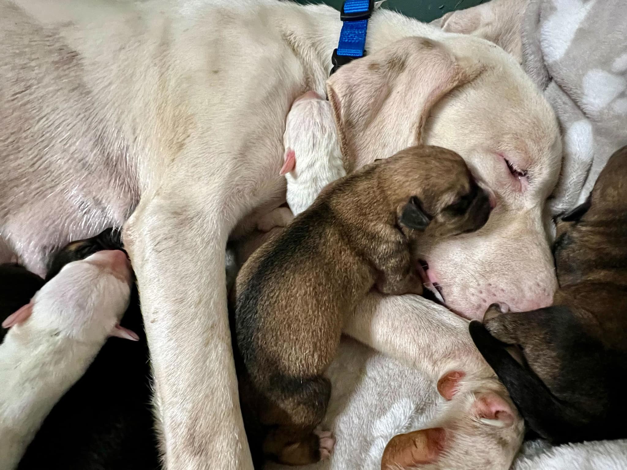 mother dog and puppies