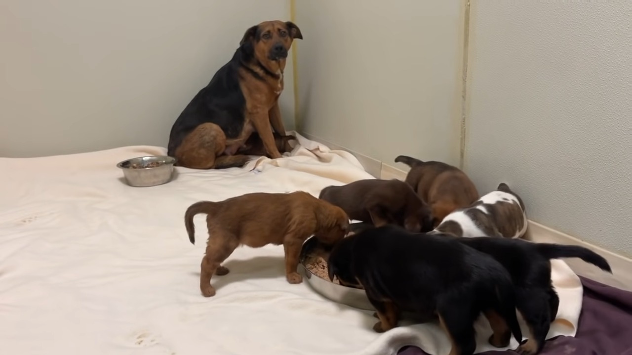 mother dog and puppies