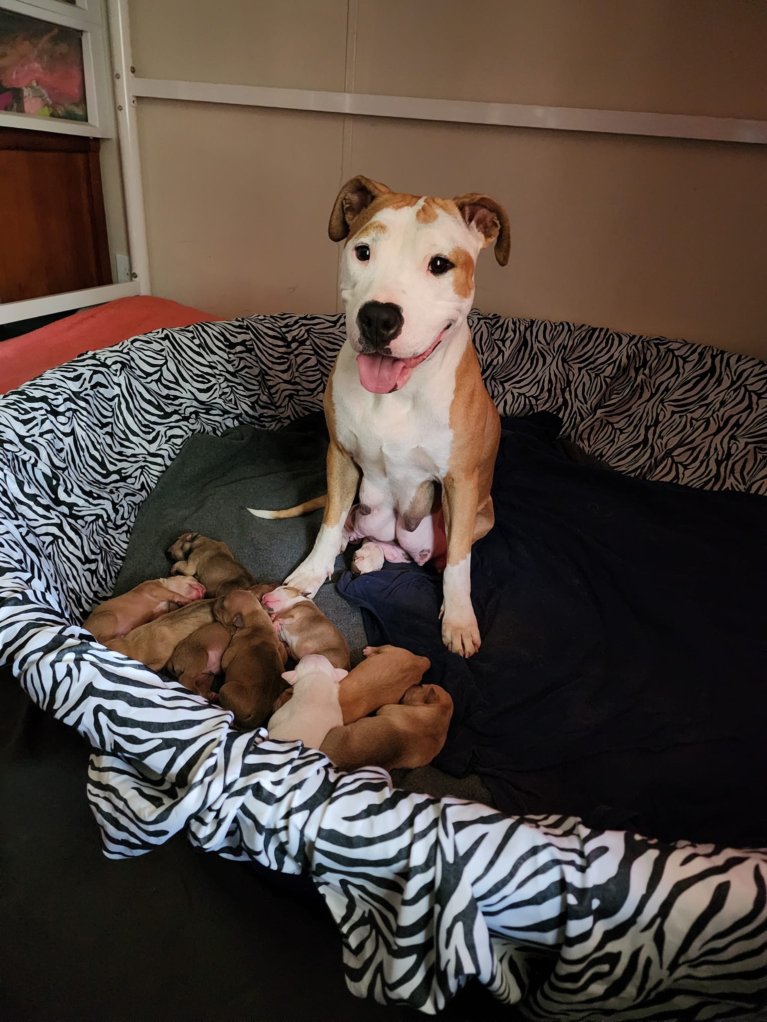 mother dog and sweet puppies