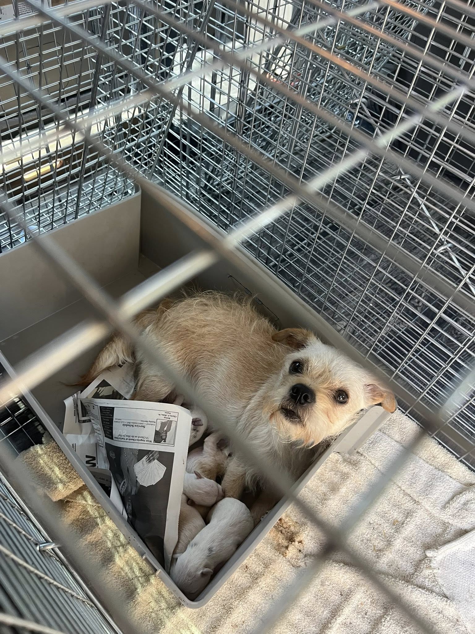 mother dog and white puppies