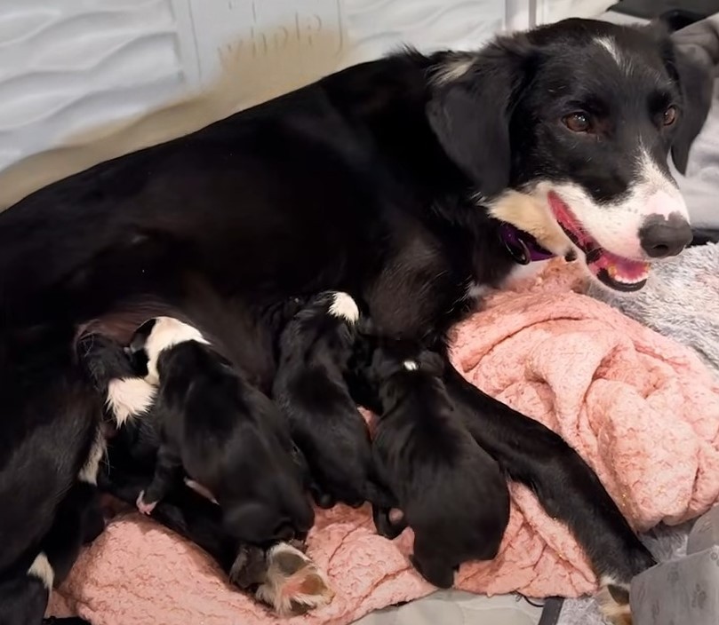 mother dog feeding a black puppies