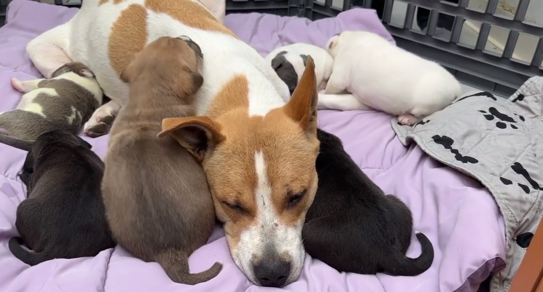 mother dog sleeping with puppies