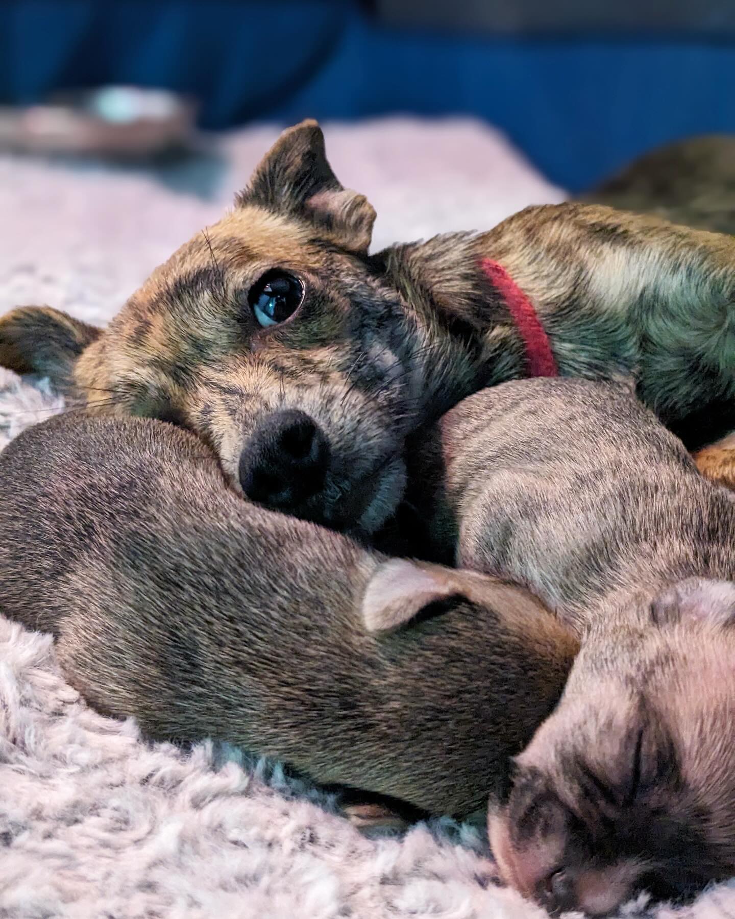 mother dog with puppies