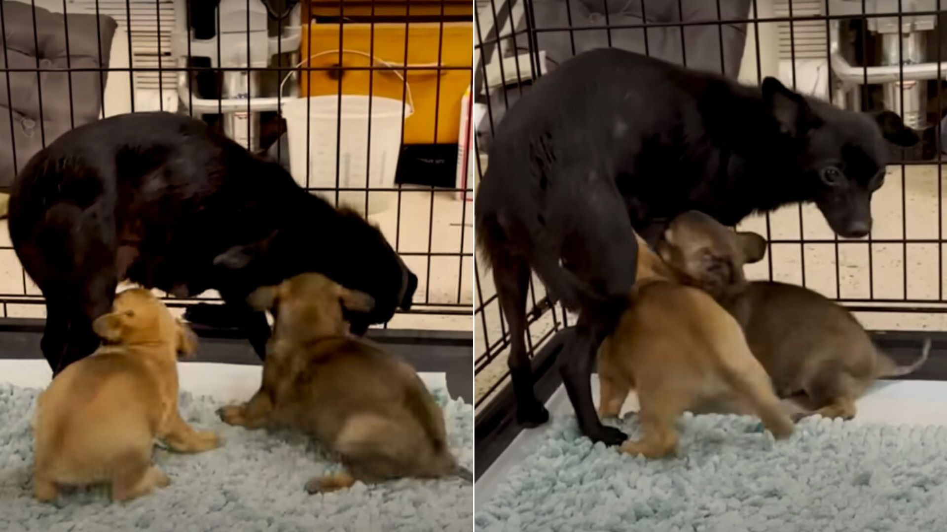 mother dog with puppies in crate