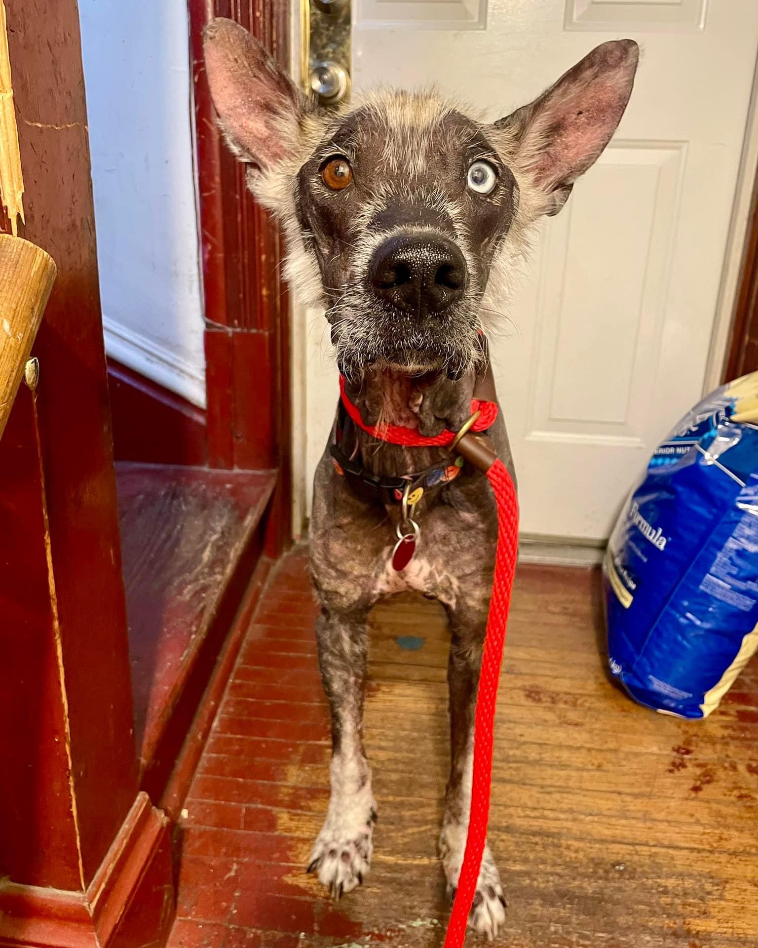 neglected senior dog