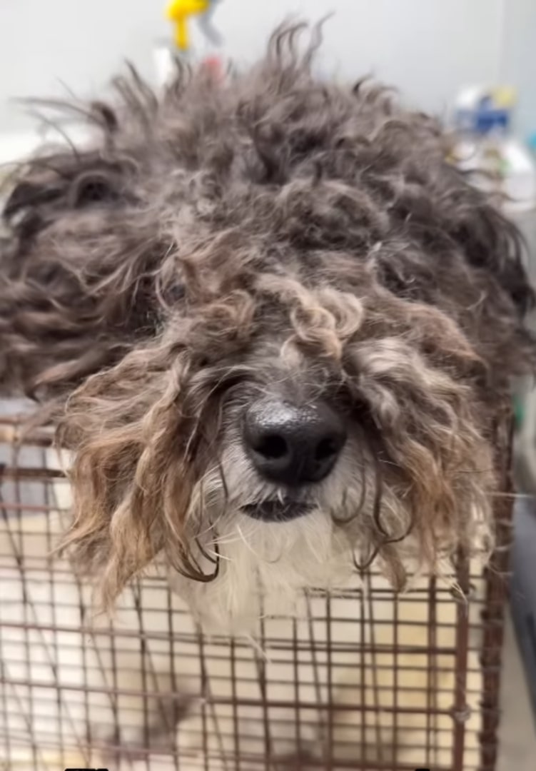 neglected shelter dog