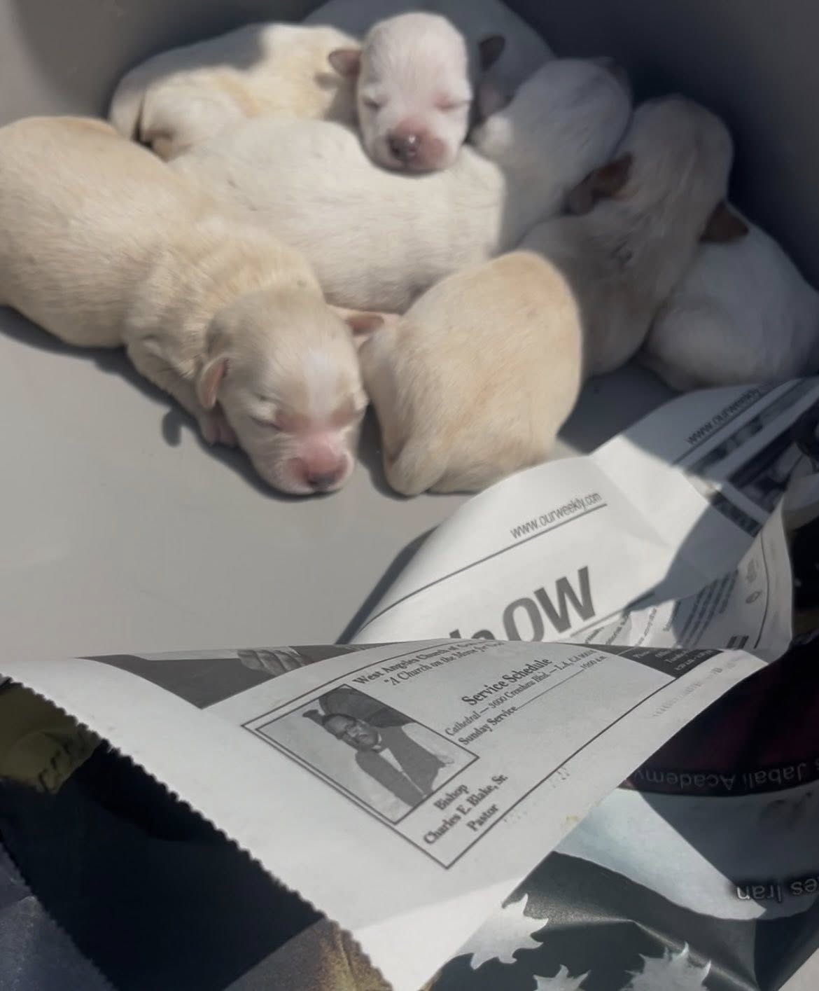 newborn white puppies