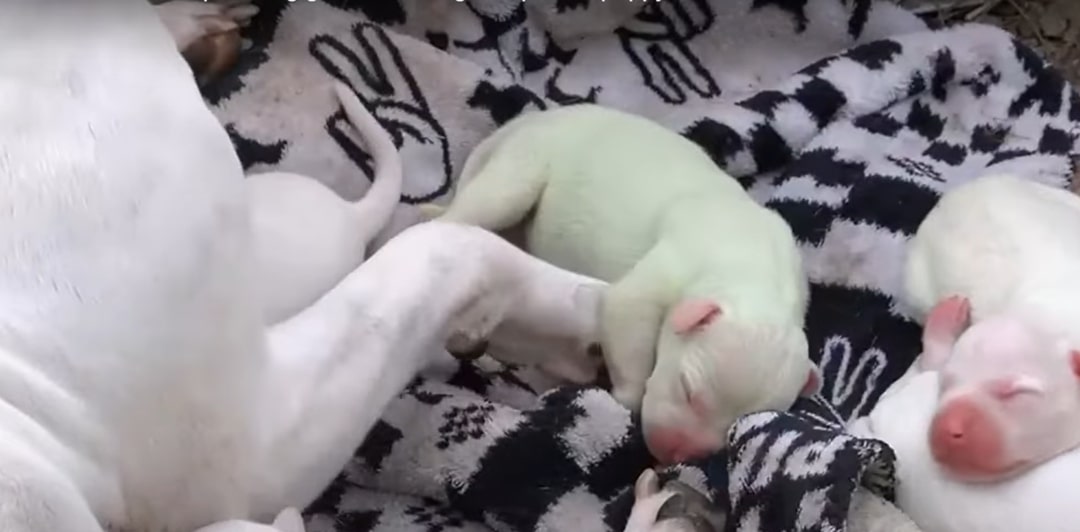 newly born puppies