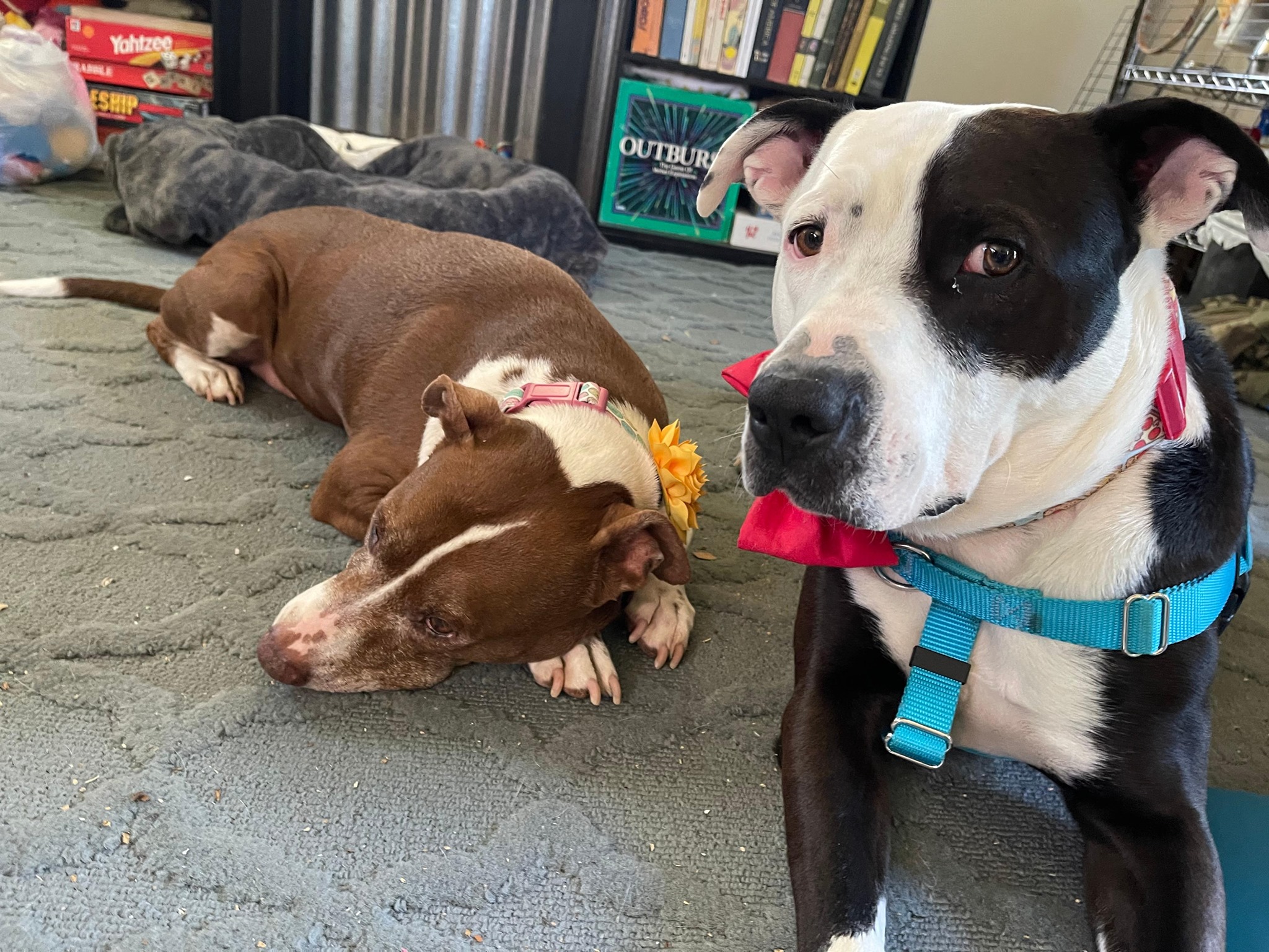 one dog is lying down the other is sitting