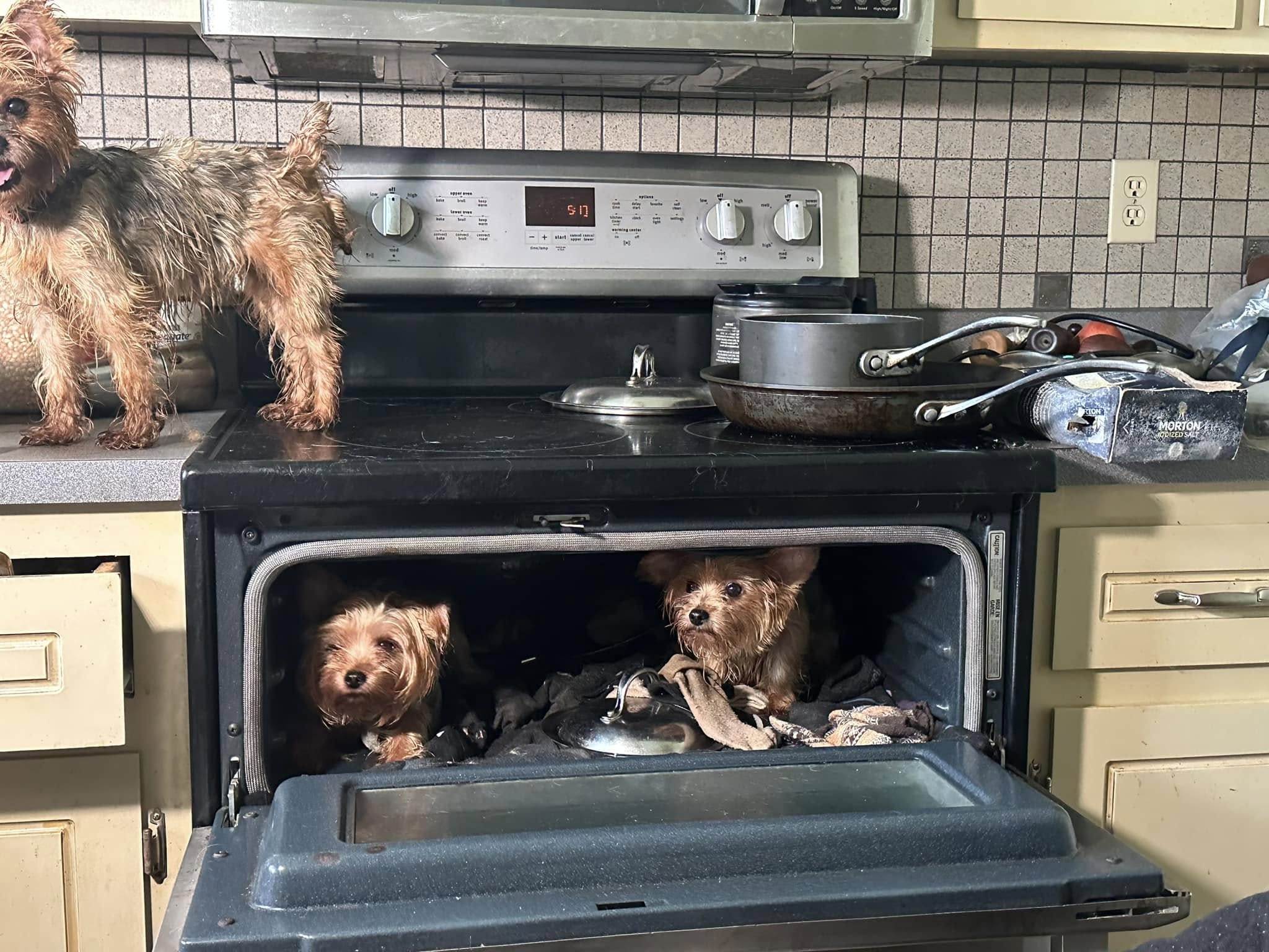 one dog on the stove, two lying inside