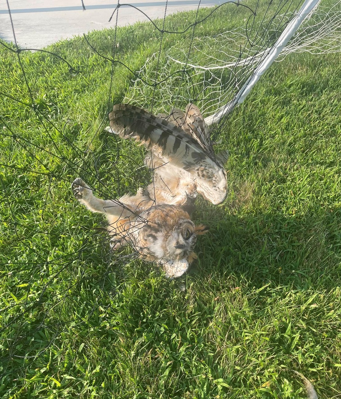 owl stuck in a net