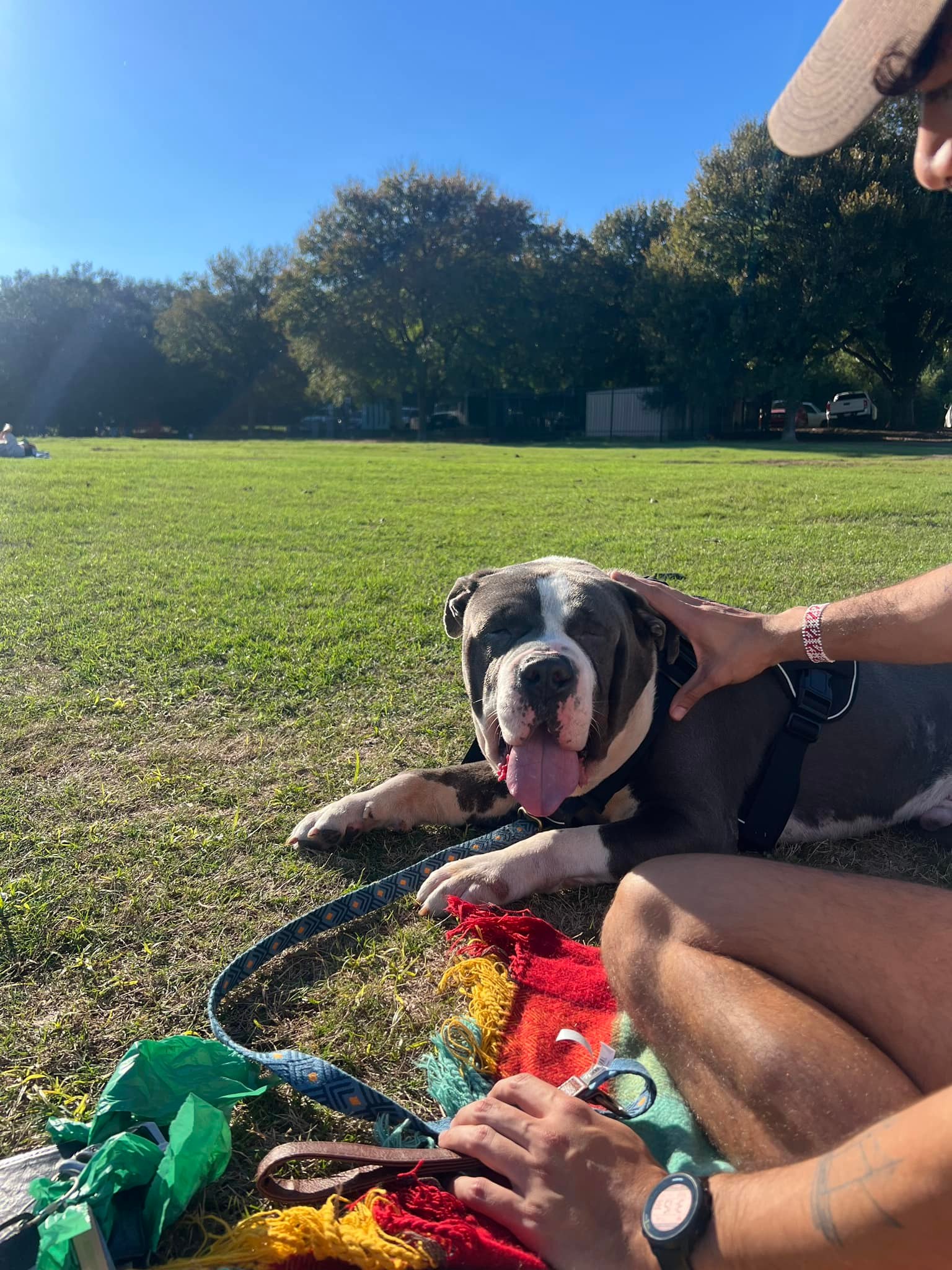 owner and dog sitting on grass
