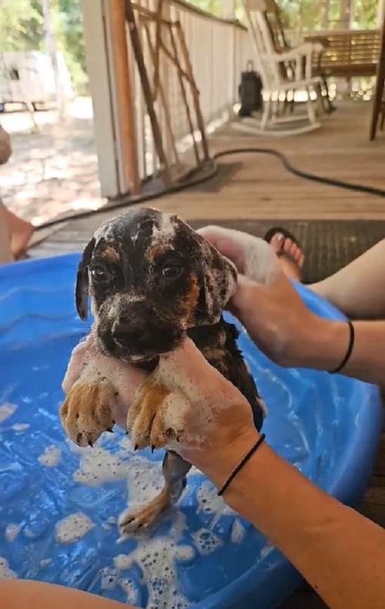owner bathing a puppy