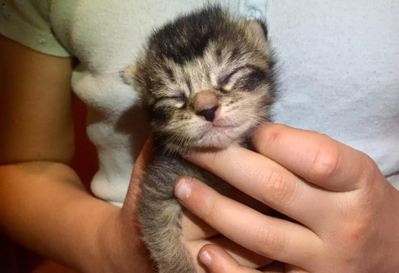 owner holding a tiny kitten