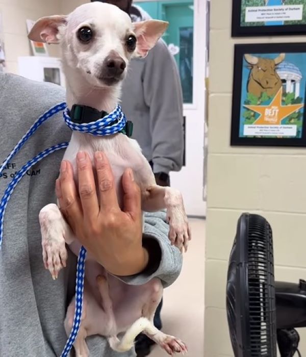 owner holding a white dog