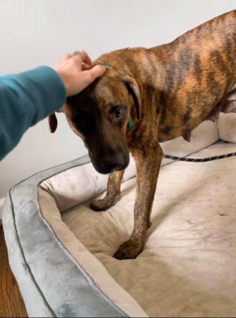 owner petting a brown dog