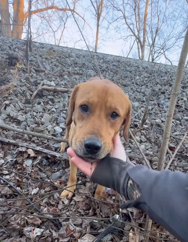 owner petting a brown dog