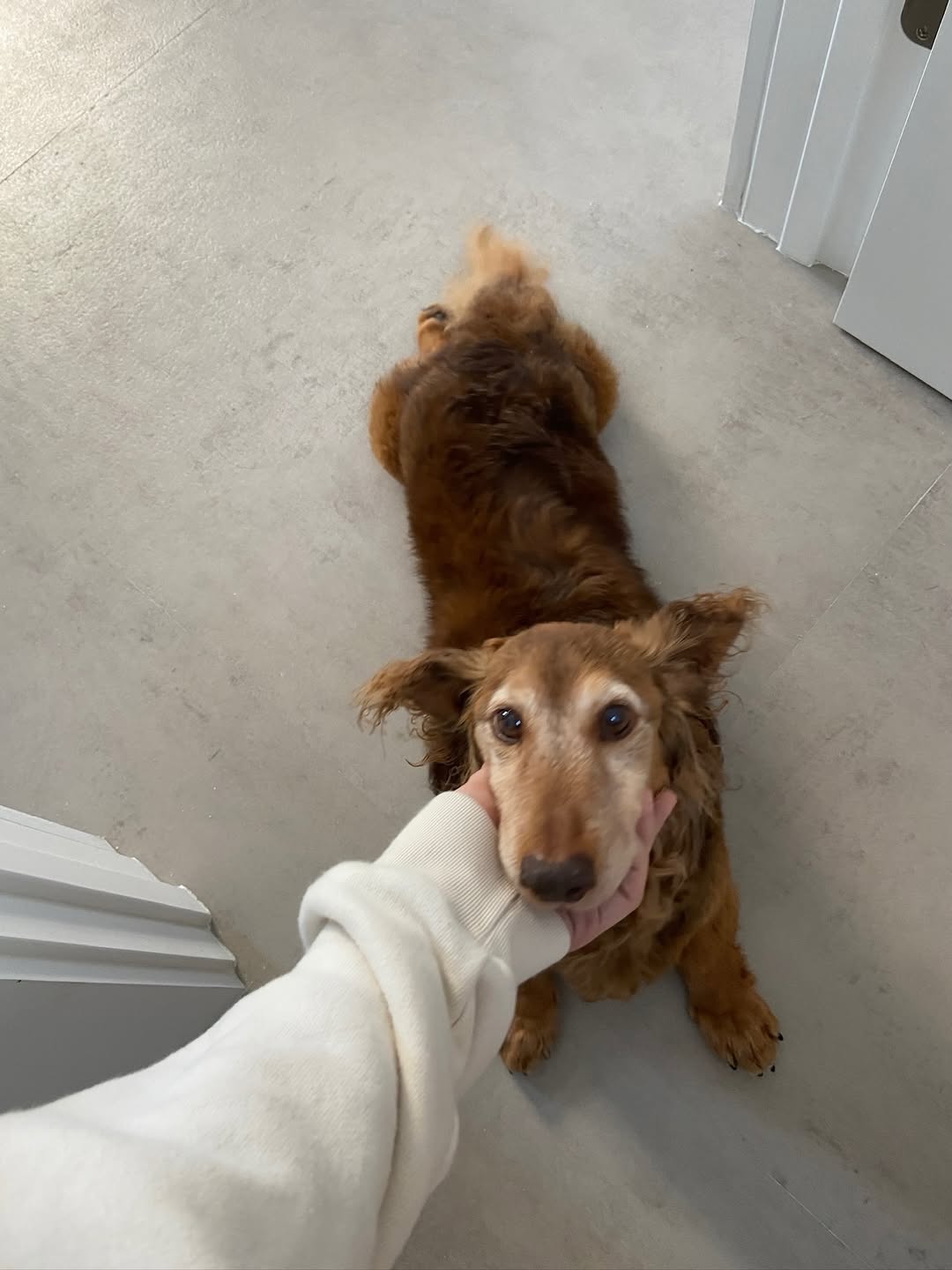 owner petting a brown dog