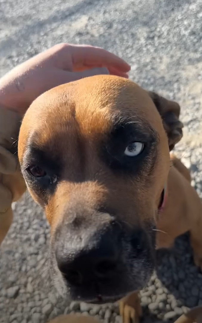 owner petting a brown dog