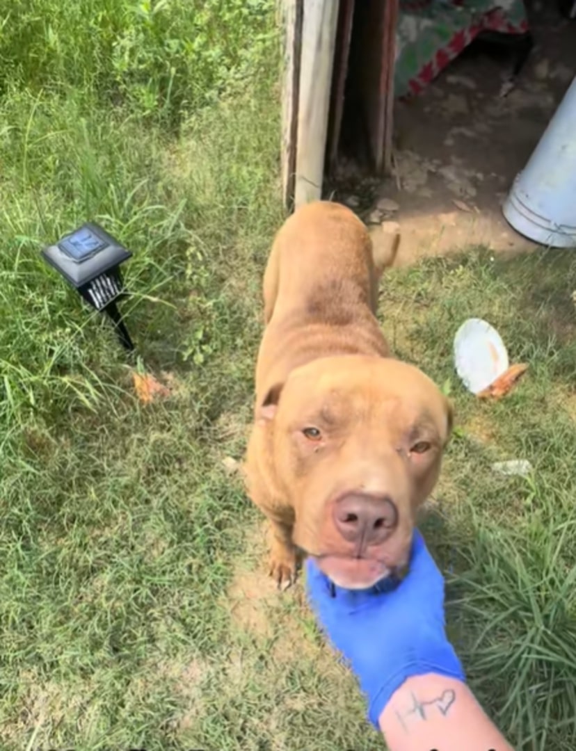 owner petting a brown dog