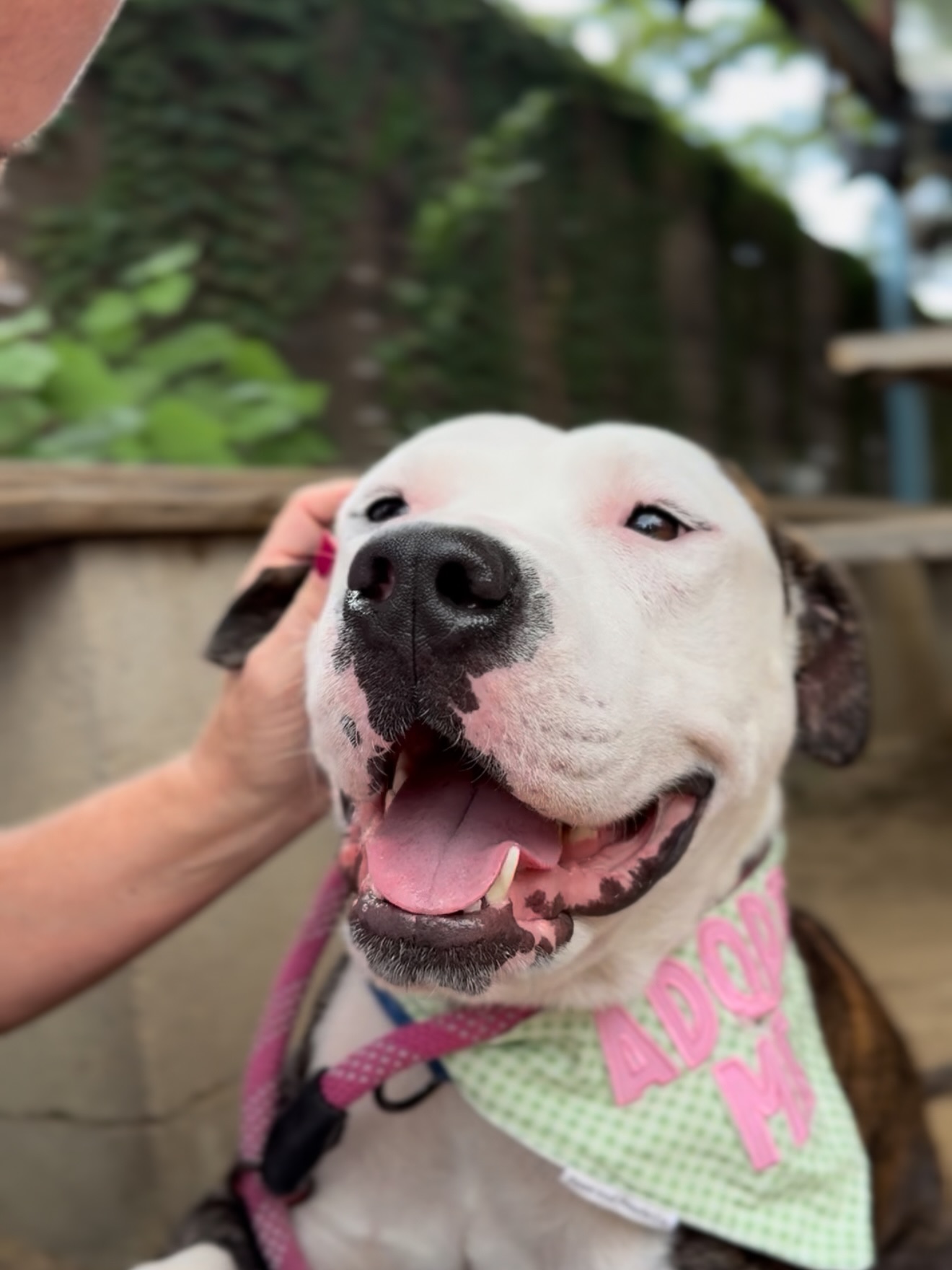 owner petting a three legged dog