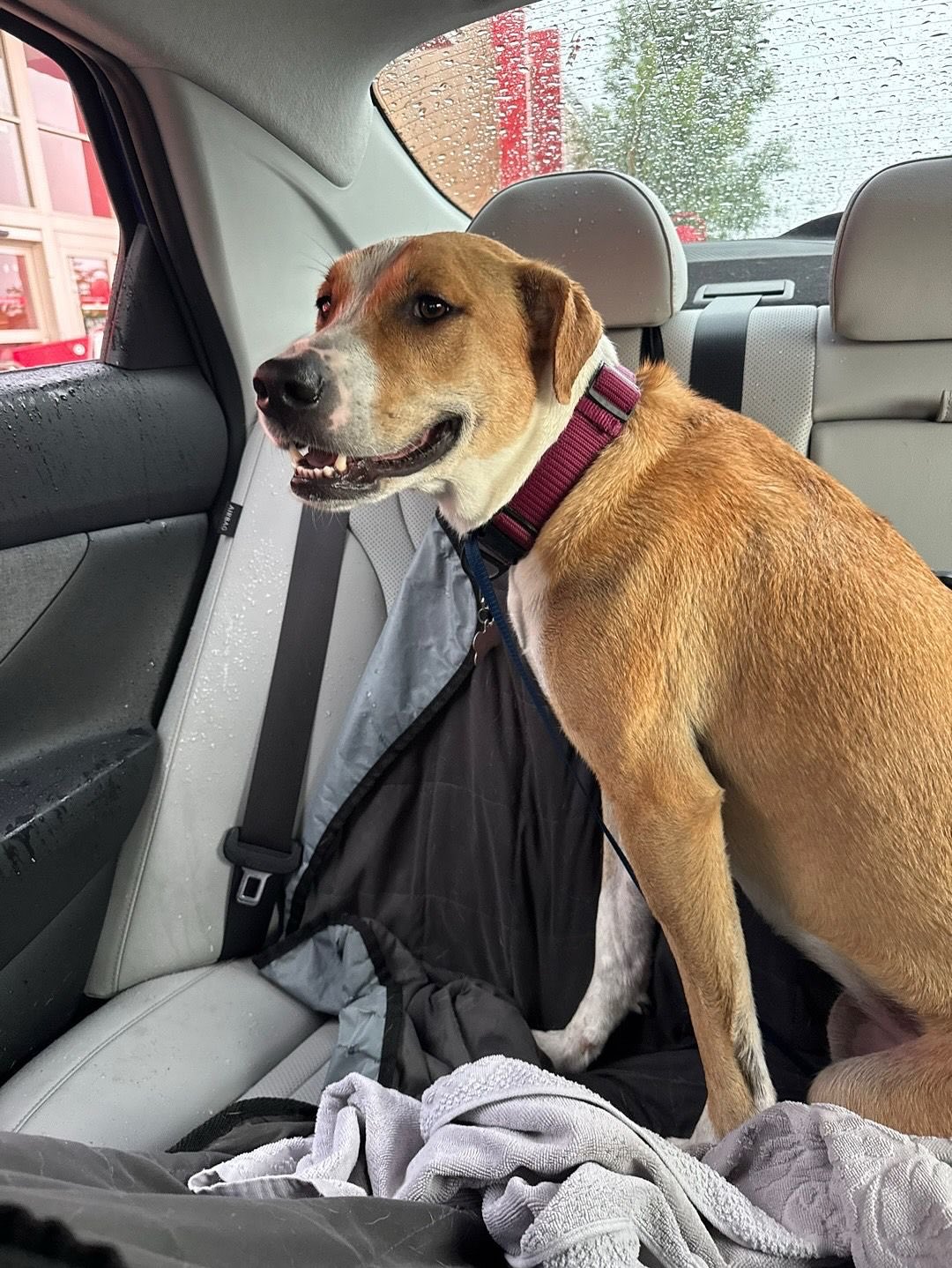 paralyzed dog in car