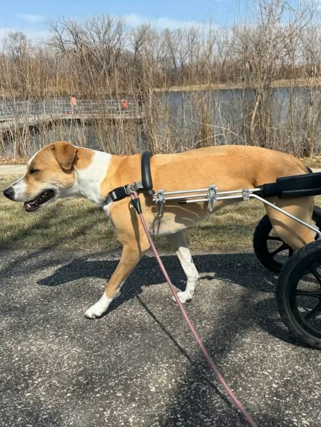 paralyzed dog