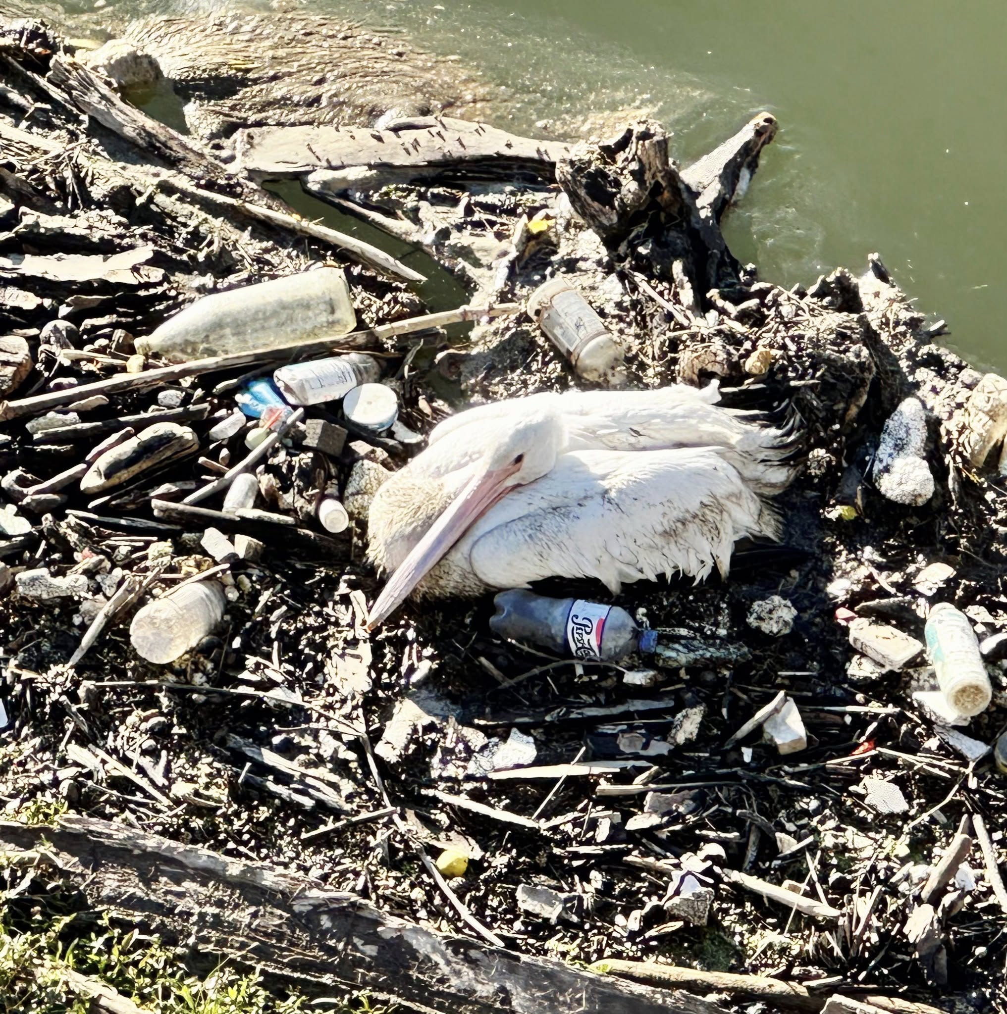 pelican in trash