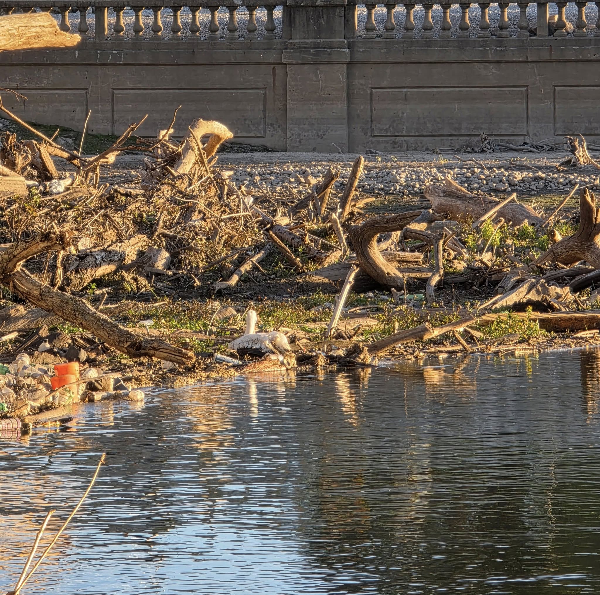 pelican sitting down