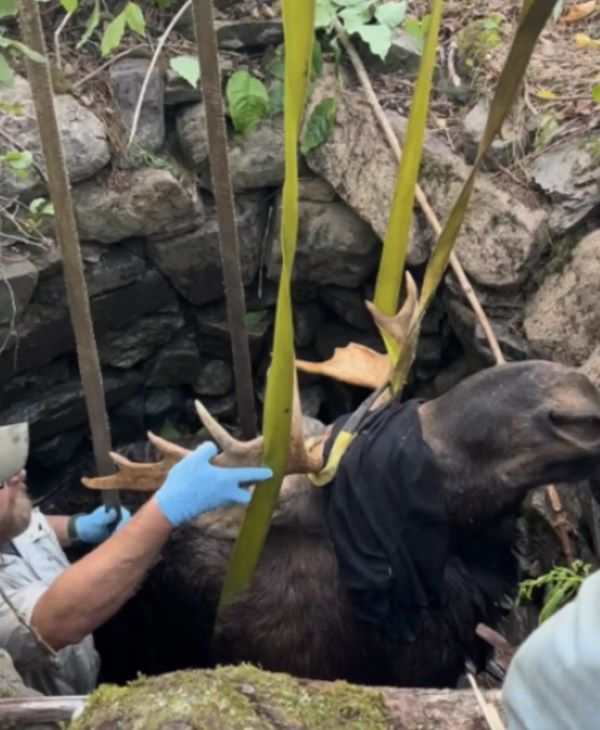 people saving a moose