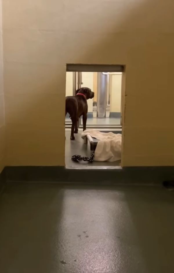 photo of pit bull in a kennel