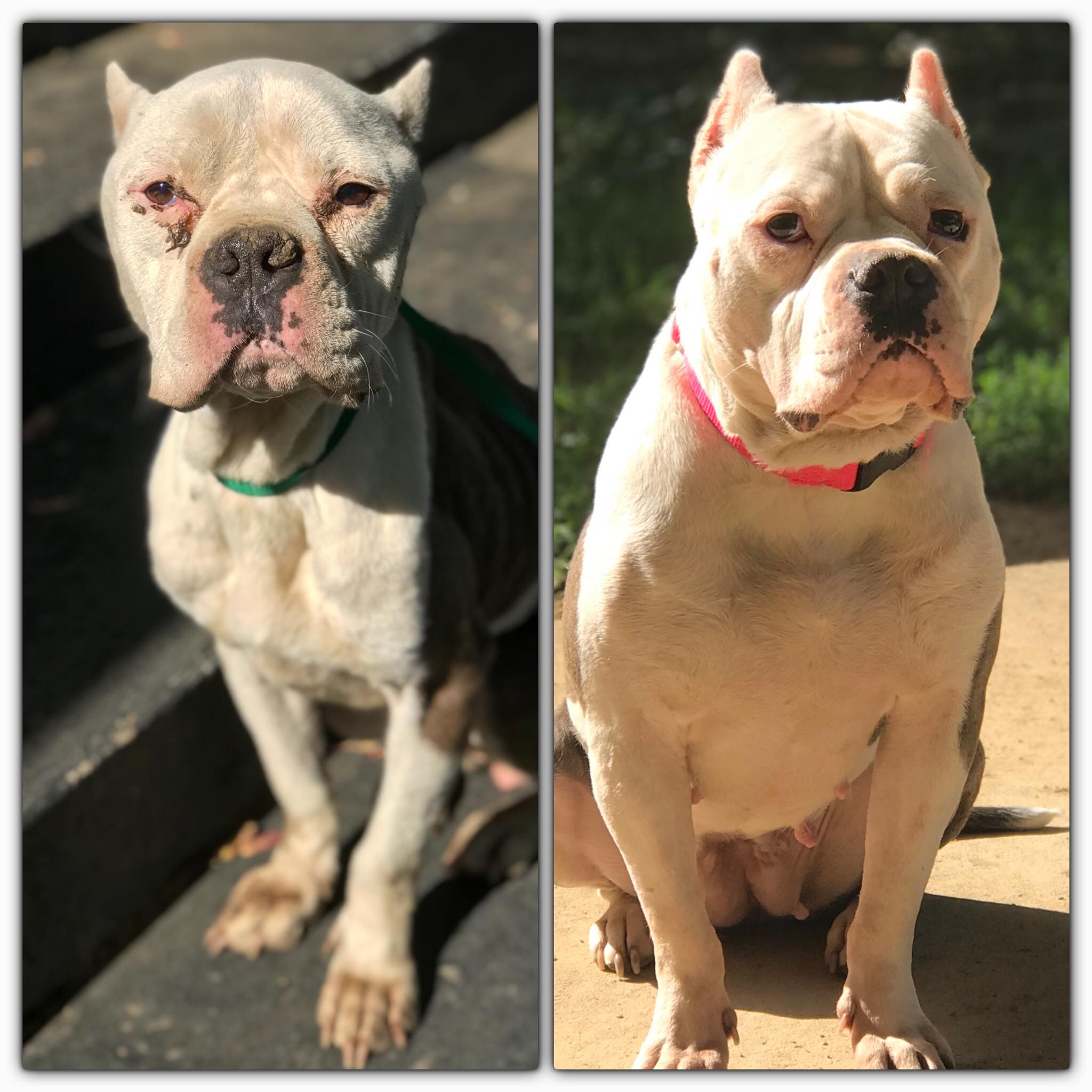 pit bull before and after picture