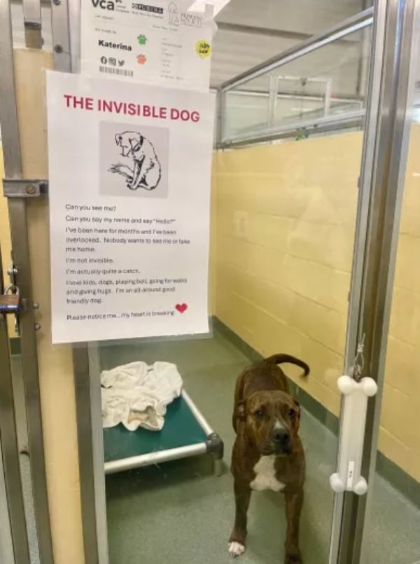 pit bull in a kennel