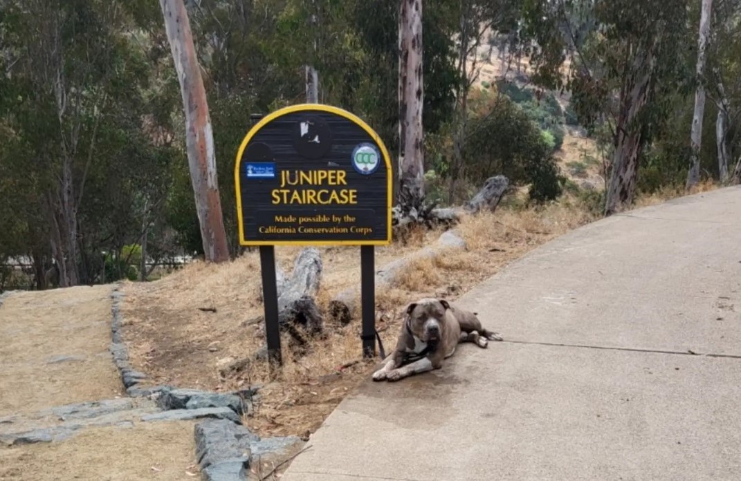 pit bull tied to a sign