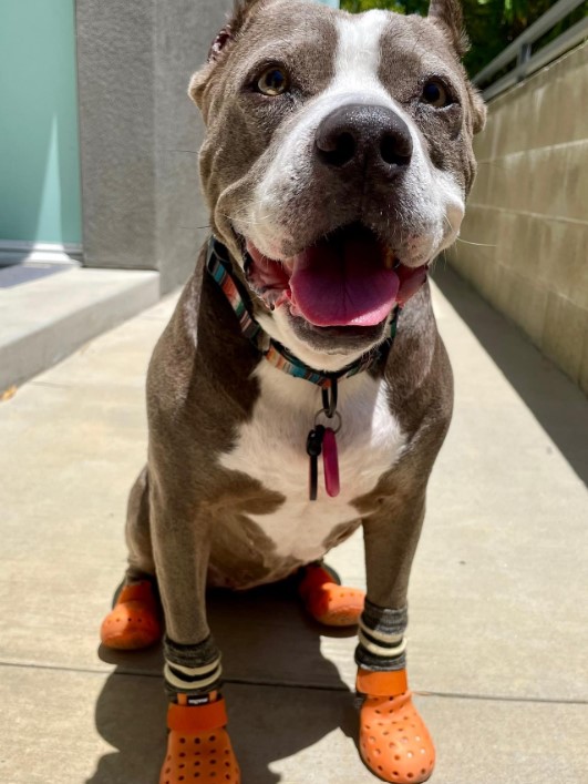 pit bull with crocs on his paws