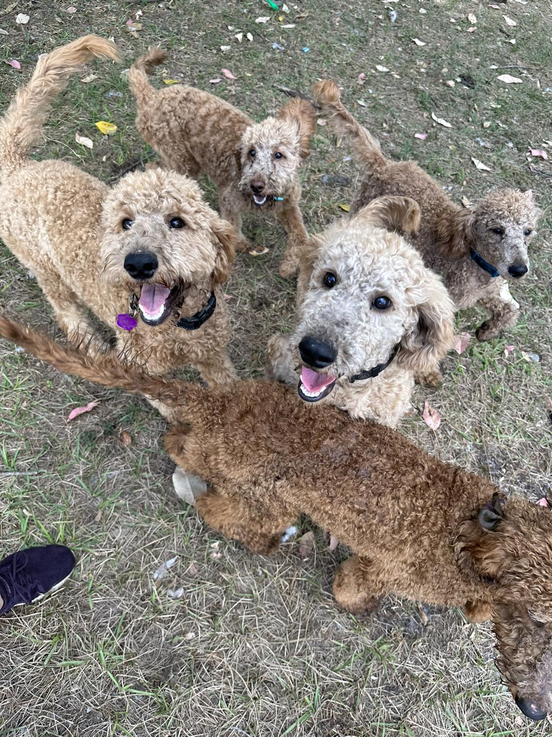 playful brown poodles