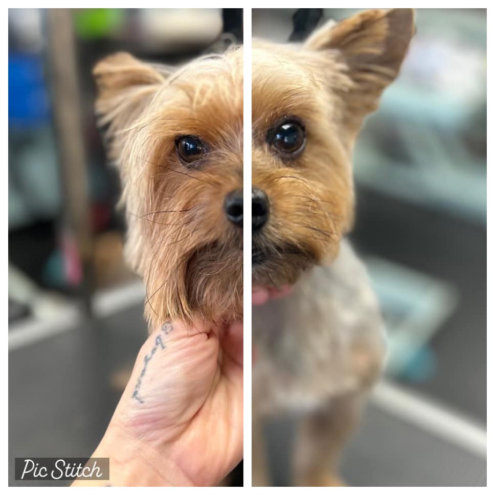 poodle before and after haircut
